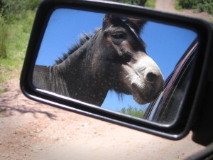 donkey-in-mirror-300x225.jpg